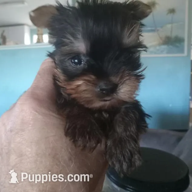 Apollo, a male Yorkshire Terrier for sale in Anderson, SC – Photo 8 of 8