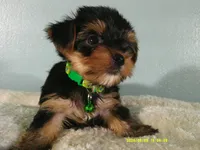 Levi-Green, a male Yorkshire Terrier for sale in Anderson, SC – 4 of 8
