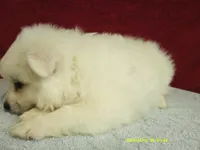 S-Yellow, a male American Eskimo for sale in Anderson, SC – 4 of 4