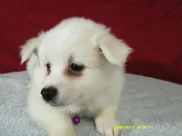 D-Purple, a female American Eskimo for sale in Anderson, SC – 4 of 4