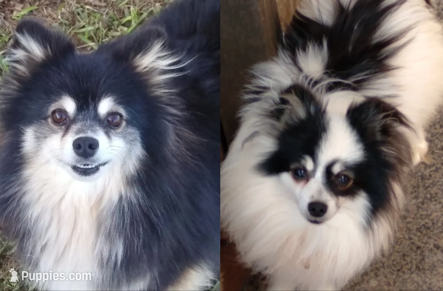 Dylan, a male Pomeranian for sale in Anderson, SC – 5 of 5
