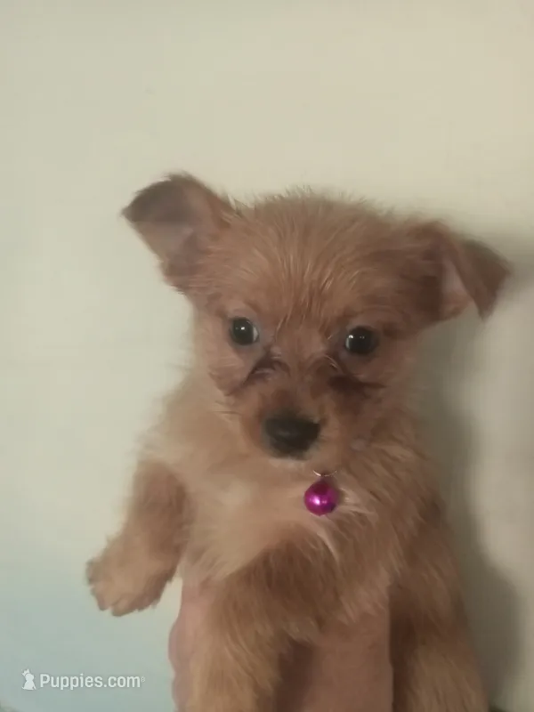 Charlotte Camo PURPLE – Pomeranian, Yorkshire Terrier puppy for sale in Anderson, SC