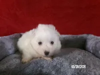 John, a male American Eskimo for sale in Anderson, SC – Photo 1 of 4