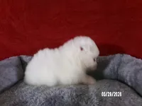 John, a male American Eskimo for sale in Anderson, SC – Photo 4 of 4