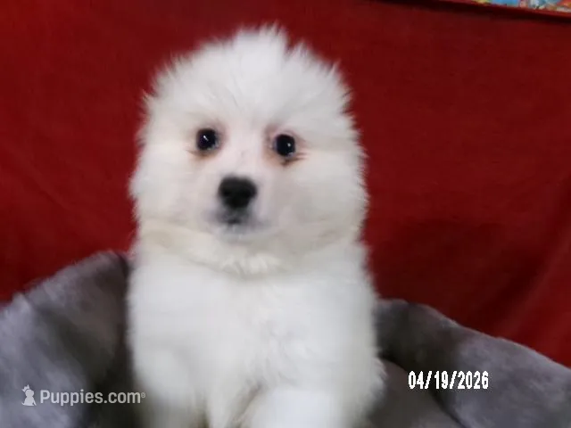 John - Black – American Eskimo puppy for sale in Anderson, SC