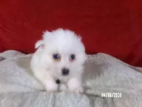 John - Black, a male American Eskimo for sale in Anderson, SC – Photo 4 of 10
