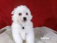 John - Black, a male American Eskimo for sale in Anderson, SC – Photo 2 of 10