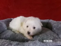 John, a male American Eskimo for sale in Anderson, SC – Photo 2 of 4