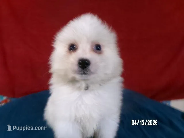 John - Black – American Eskimo puppy for sale in Anderson, SC