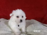 John - Black, a male American Eskimo for sale in Anderson, SC – Photo 5 of 10