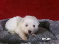 John, a male American Eskimo for sale in Anderson, SC – Photo 3 of 4