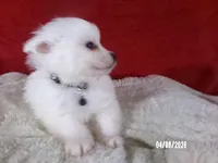 John - Black, a male American Eskimo for sale in Anderson, SC – Photo 3 of 10