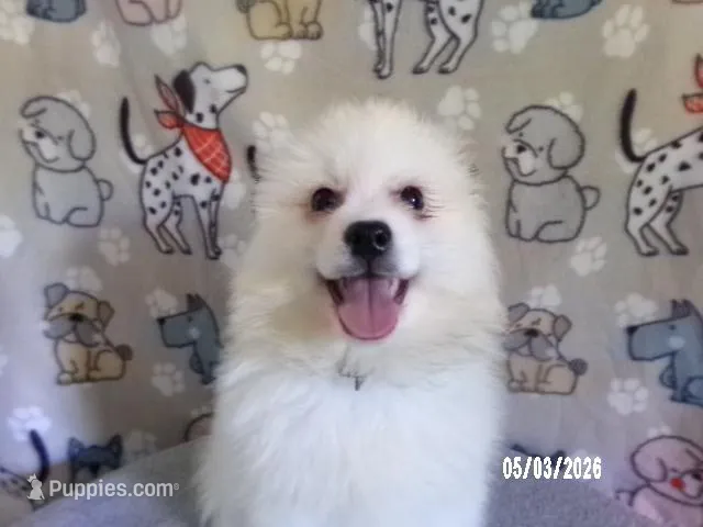 John - Black – American Eskimo puppy for sale in Anderson, SC