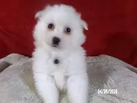 John - Black, a male American Eskimo for sale in Anderson, SC – Photo 1 of 10