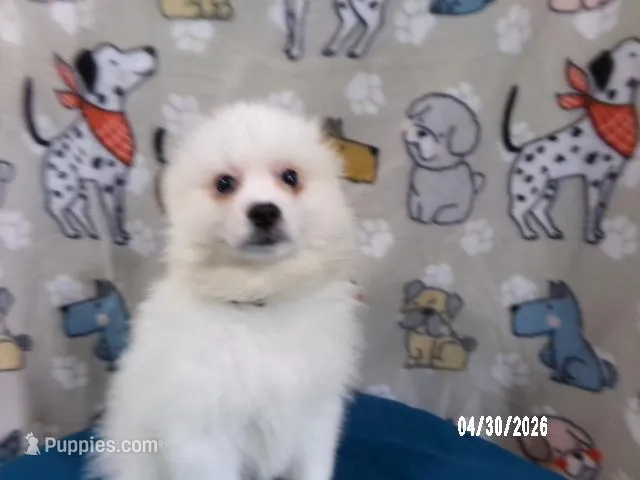 John - Black – American Eskimo puppy for sale in Anderson, SC