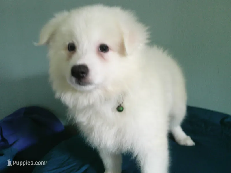 Green - L – American Eskimo puppy for sale in Anderson, SC