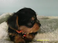 Maverick-Orange, a male Yorkshire Terrier for sale in Anderson, SC – 5 of 8