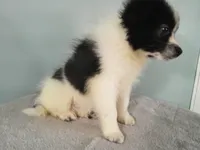 Dylan, a male Pomeranian for sale in Anderson, SC – 5 of 10