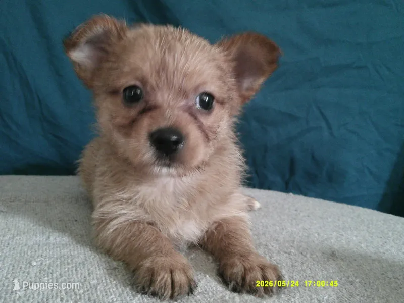 Charlotte – Pomeranian, Yorkshire Terrier puppy for sale in Anderson, SC