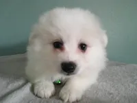 PS-Green, a male American Eskimo for sale in Anderson, SC – 2 of 5