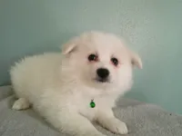 PS-Green, a male American Eskimo for sale in Anderson, SC – 4 of 5