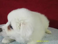 D-Green, a male American Eskimo for sale in Anderson, SC – 2 of 4