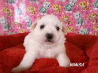 Samantha, a female American Eskimo for sale in Anderson, SC – Photo 1 of 5