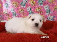 Samantha, a female American Eskimo for sale in Anderson, SC – Photo 5 of 5