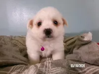 Samantha-Hot pink, a female American Eskimo for sale in Anderson, SC – Photo 5 of 10