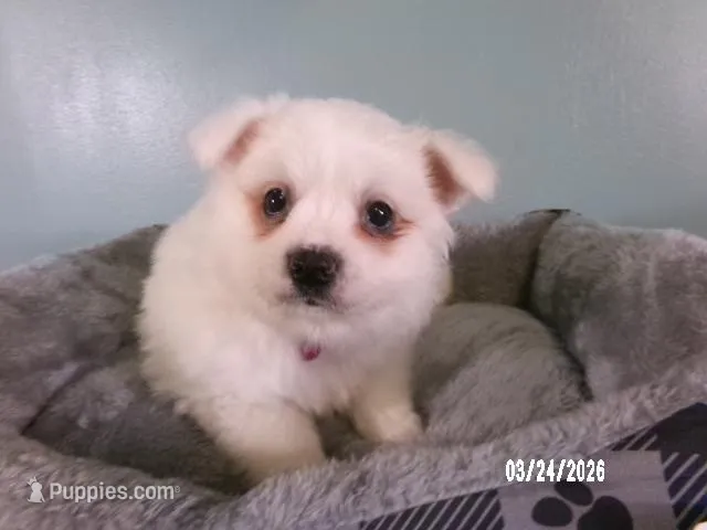 Samantha-Hot pink – American Eskimo puppy for sale in Anderson, SC
