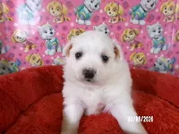 Samantha, a female American Eskimo for sale in Anderson, SC – Photo 2 of 5