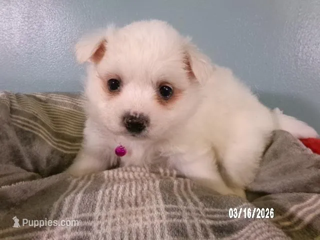 Samantha-Hot pink – American Eskimo puppy for sale in Anderson, SC