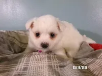 Samantha-Hot pink, a female American Eskimo for sale in Anderson, SC – Photo 2 of 10