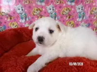 Samantha, a female American Eskimo for sale in Anderson, SC – Photo 3 of 5