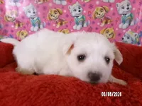 Samantha, a female American Eskimo for sale in Anderson, SC – Photo 4 of 5