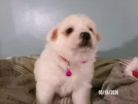 Samantha-Hot pink, a female American Eskimo for sale in Anderson, SC – Photo 4 of 10