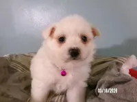 Samantha-Hot pink, a female American Eskimo for sale in Anderson, SC – Photo 3 of 10