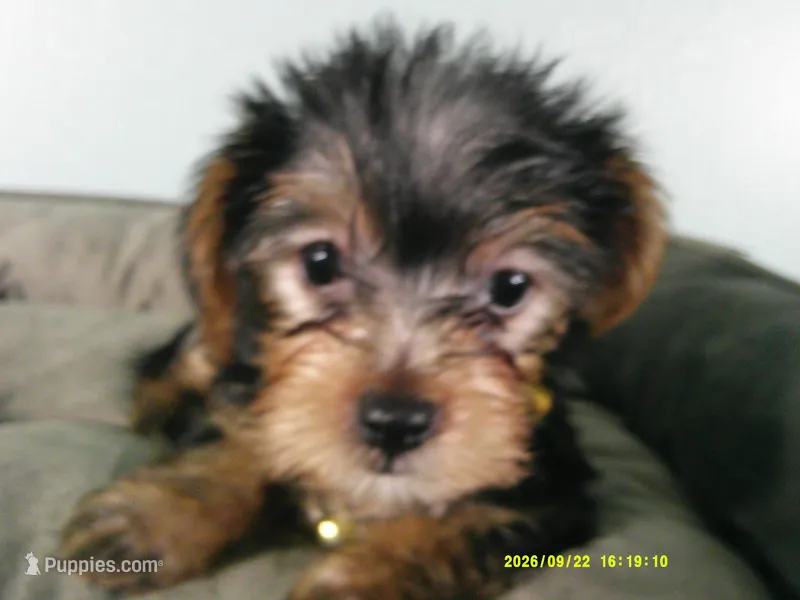 Sunshine-Yellow – Yorkshire Terrier puppy on hold in Anderson, SC