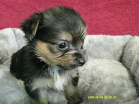 Amelia, a female Pomeranian and Yorkshire Terrier for sale in Anderson, SC – 7 of 10