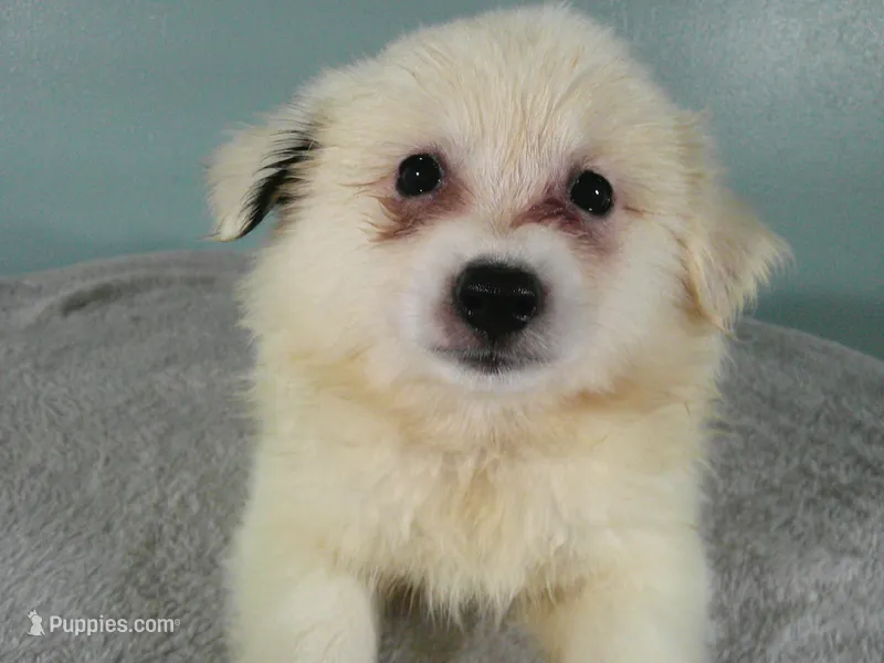 D-Yellow – American Eskimo puppy for sale in Anderson, SC