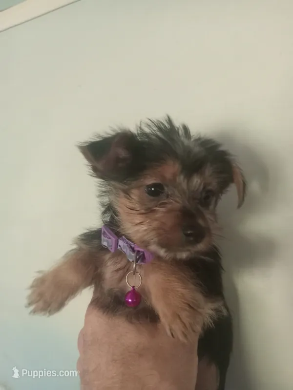 Emma PURPLE – Pomeranian, Yorkshire Terrier puppy for sale in Anderson, SC