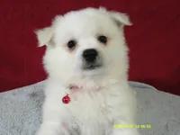 D-Red, a male American Eskimo for sale in Anderson, SC – 4 of 4