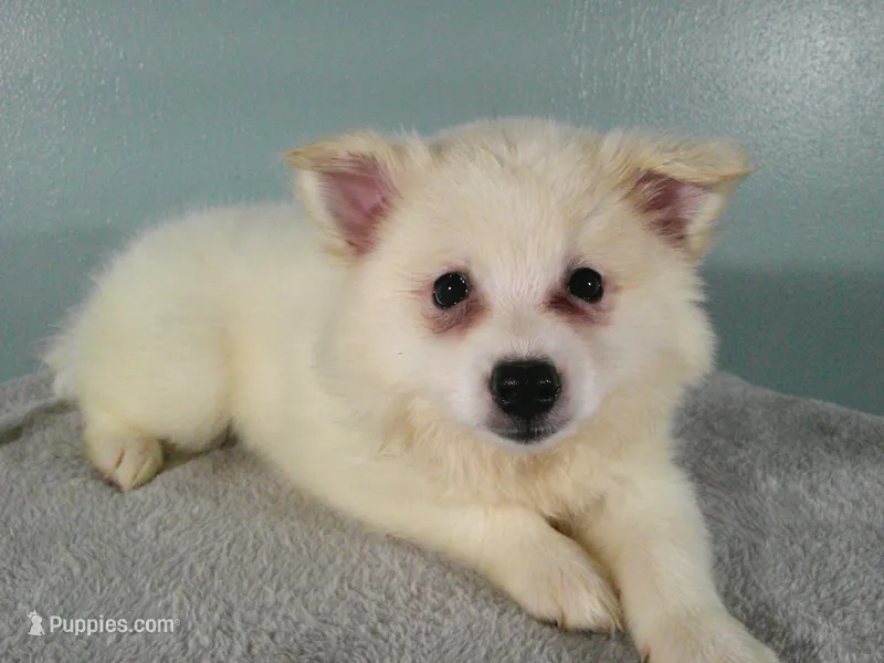 D-Purple – American Eskimo puppy for sale in Anderson, SC