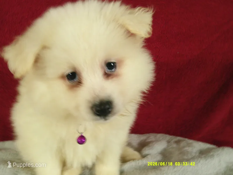 Purple - L – American Eskimo puppy for sale in Anderson, SC