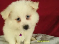 Purple - L, a female American Eskimo for sale in Anderson, SC – 1 of 5