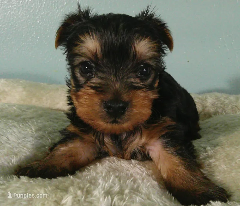 Willie – Yorkshire Terrier puppy for sale in Anderson, SC