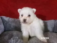 Yolanda, a female American Eskimo for sale in Anderson, SC – Photo 3 of 4