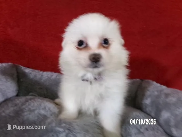Yolanda - Purple – American Eskimo puppy for sale in Anderson, SC