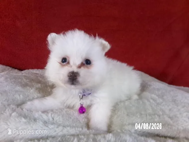 Yolanda - Purple – American Eskimo puppy for sale in Anderson, SC