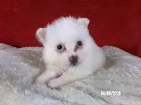 Yolanda - Purple, a female American Eskimo for sale in Anderson, SC – Photo 5 of 10